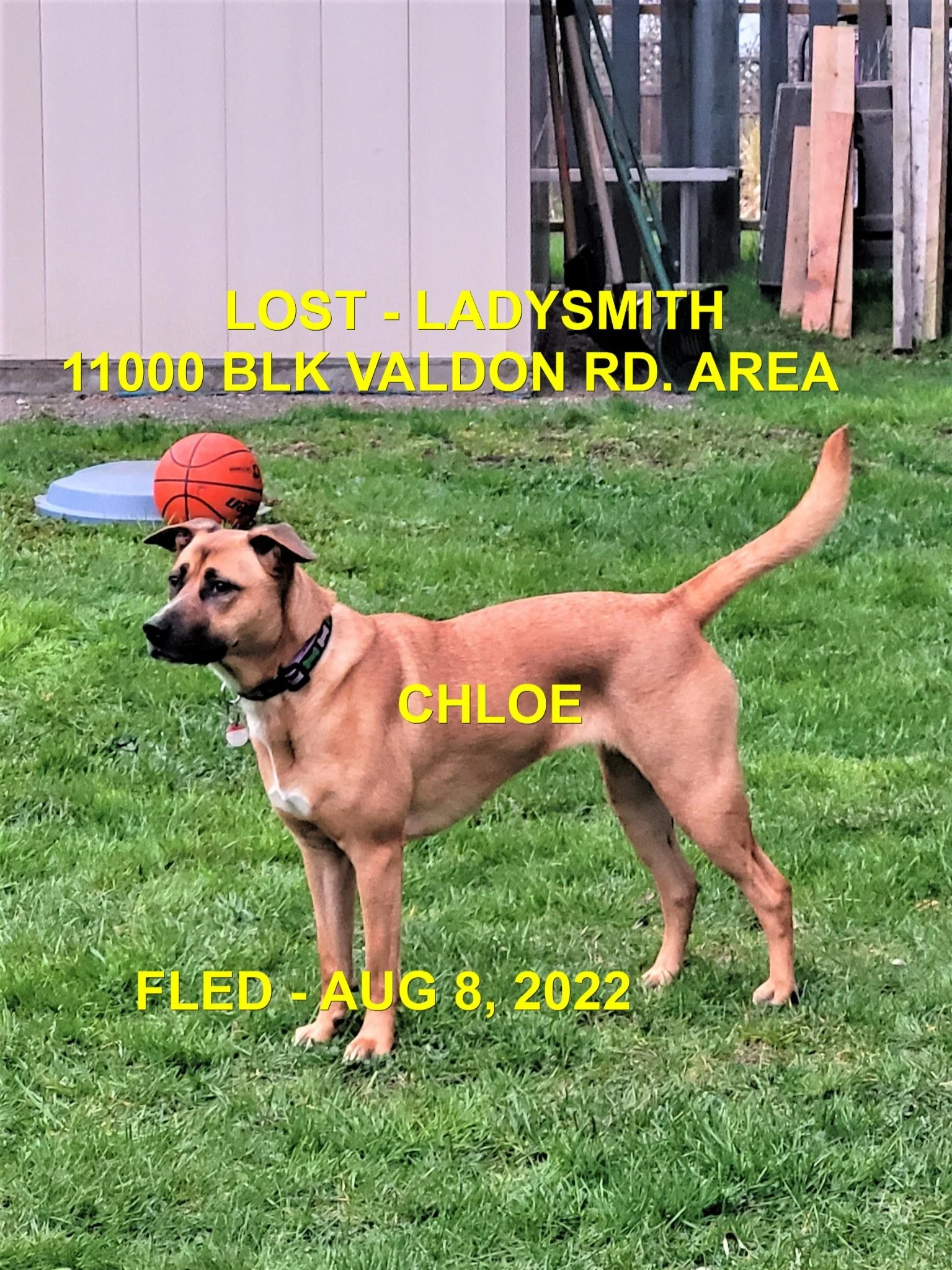 HAPPY ENDINGS - LADYSMITH BC. / CHLOE / AUG. 8, 2022