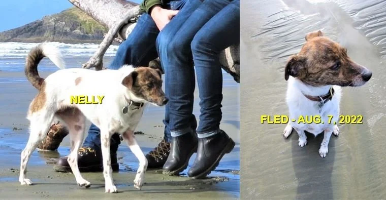 HAPPY ENDINGS - SAANICH BC. / NELLY / AUG 7, 2022