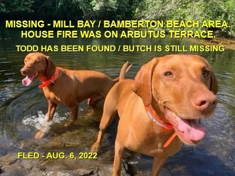 OVER THE RAINBOW BRIDGE - MILL BAY - BUTCH - AUG 22, 2022  WE ARE SO SORRY BUTCH - IN HOUSE FIRE AUG 6, 2022