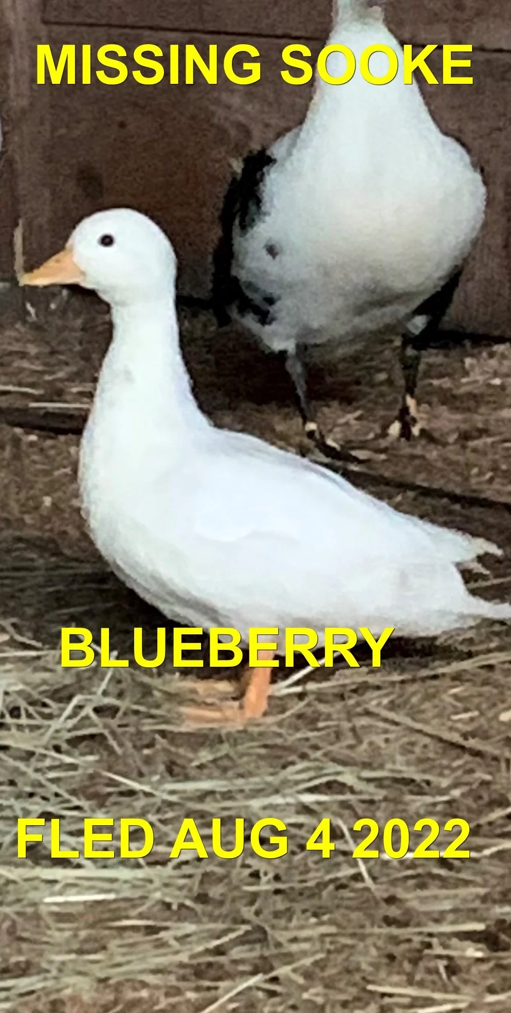 OVER THE RAINBOW BRIDGE - SOOKE BC. / BLUEBERRY / AUG. 4, 2022
