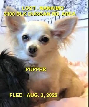 HAPPY ENDINGS - NANAIMO BC. / PUPPER / AUG 3, 2022