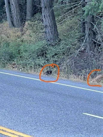 HAPPY ENDINGS - MALAHAT BC. / SEPT. 1, 2022