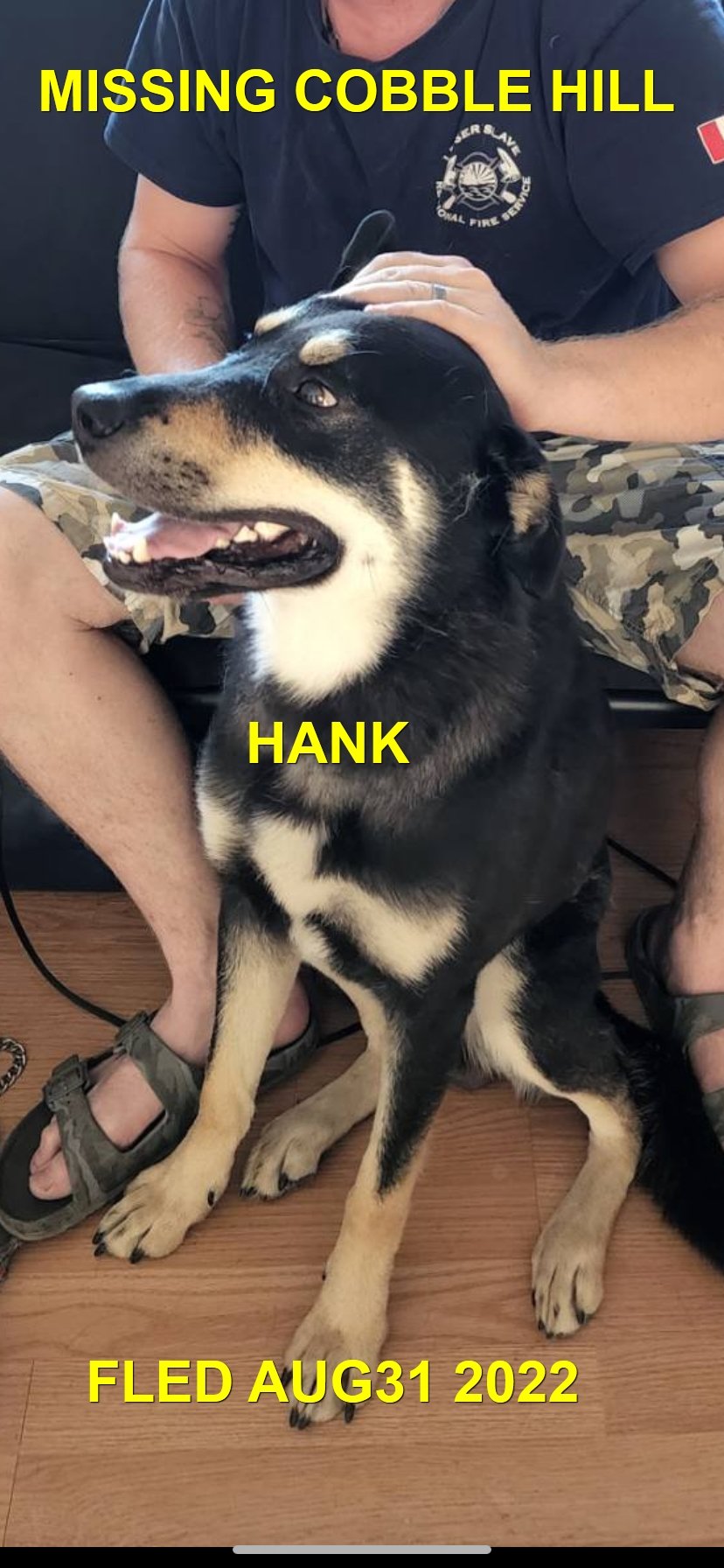 CAME HOME ON HIS OWN - COBBLE HILL BC. / HANK / AUG. 30, 2022
