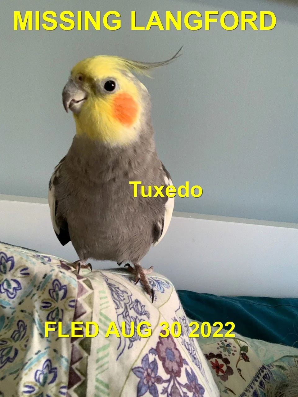 HAPPY ENDING (COCKATIEL) LANGFORD BC. / TUXEDO / AUG 30, 2022