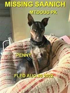 HAPPY ENDINGS - SAANICH BC. / PENNY / AUG. 30, 2022