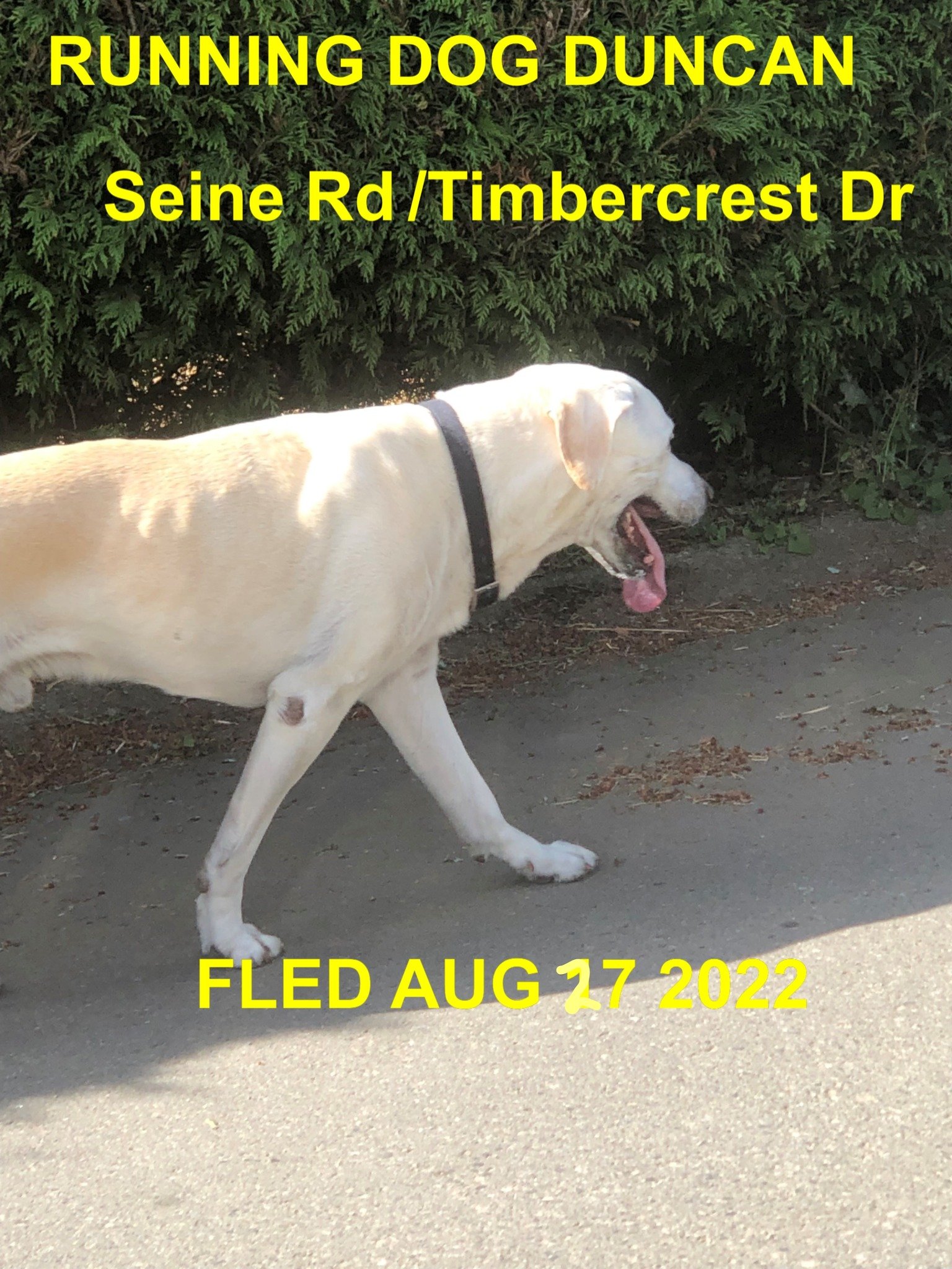 HAPPY ENDINGS - DUNCAN BC. / BUDDY / AUG. 27, 2022