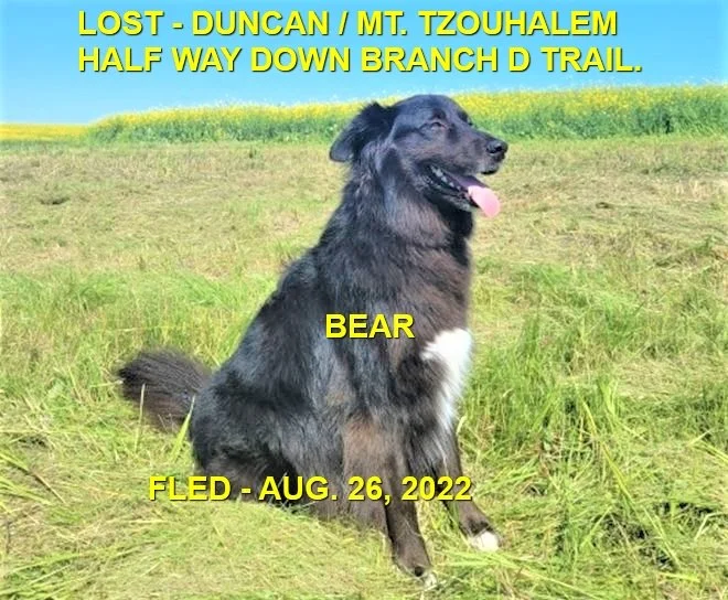 HAPPY ENDINGS - DUNCAN BC. / BEAR / AUG. 26, 2022