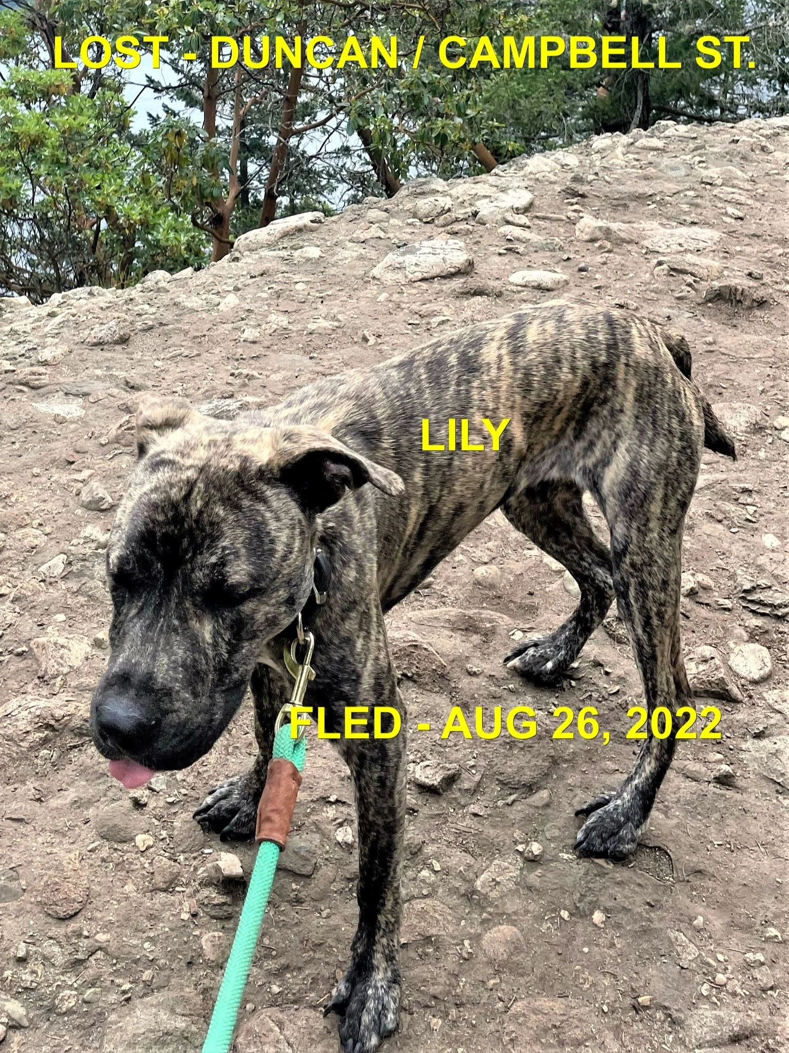 HAPPY ENDINGS - DUNCAN BC / LILY / AUG. 26, 2022