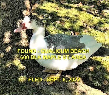 UNRESOLVED - QUALICUM BEACH BC. / DUCK / SEPT 6, 2022