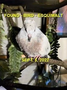 UNRESOLVED - ESQUIMALT BC. / DOVE / SEPT 4, 2022
