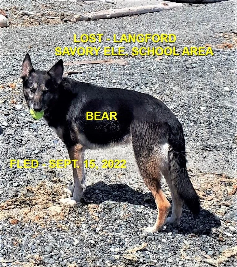 HAPPY ENDINGS - LANGFORD BC. / BEAR / SEPT. 15, 2022