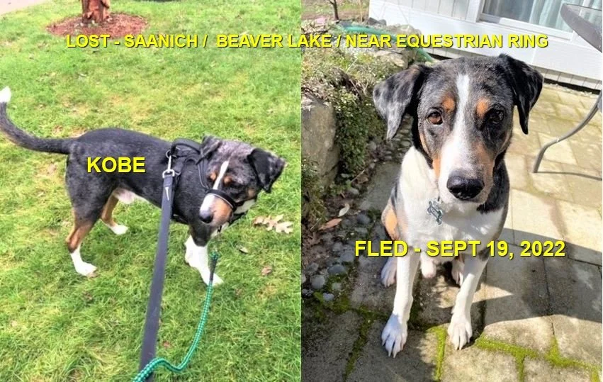 HAPPY ENDINGS -SAANICH BC. / KOBE / SEPT 19, 2022