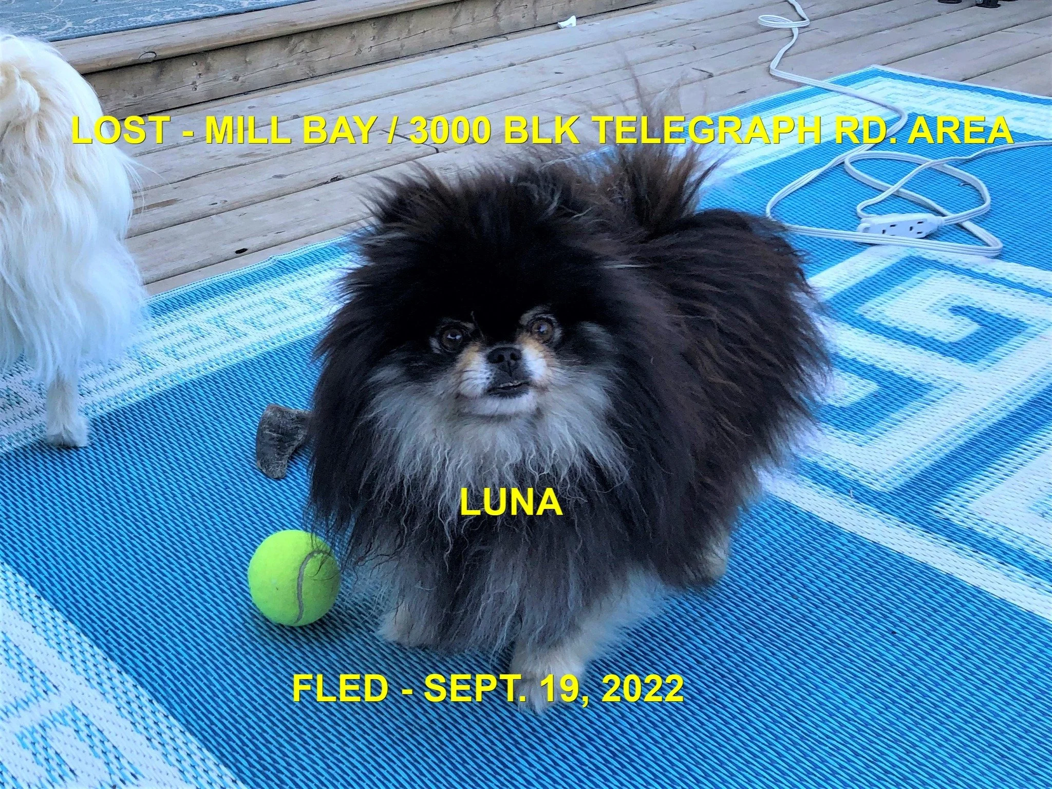 HAPPY ENDINGS - MILL BAY BC. / LUNA / SEPT 19, 2022