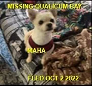 HAPPY ENDINGS - QUALICUM BAY BC. / MAHA / OCT 2, 2022
