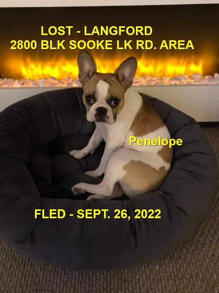 CAME HOME ON THEIR OWN - LANGFORD BC. / PENELOPE / SEPT 26, 2022