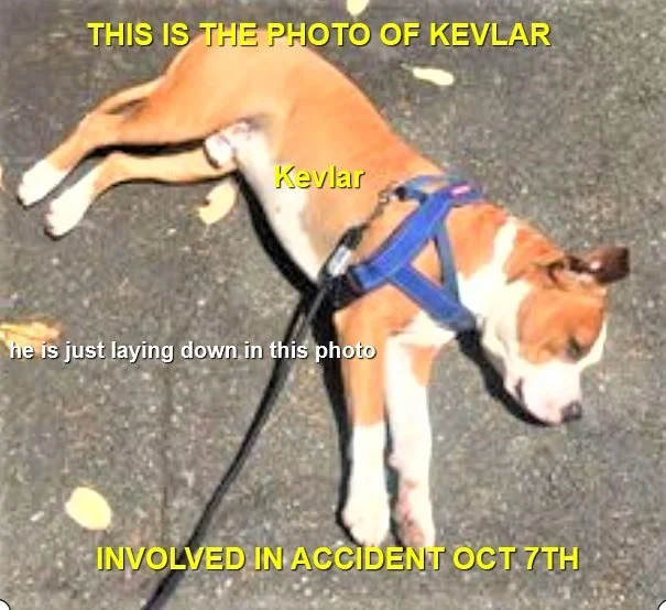 HAPPY ENDING (CAR ACCIDENT) - LADYSMITH BC. / KEVLER / OCT 7, 2022