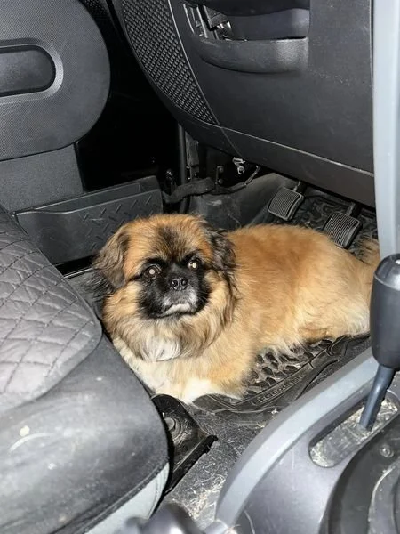 GONE TO SHELTER - HAPPY ENDINGS - DUNCAN BC. / SEPT 21, 2022