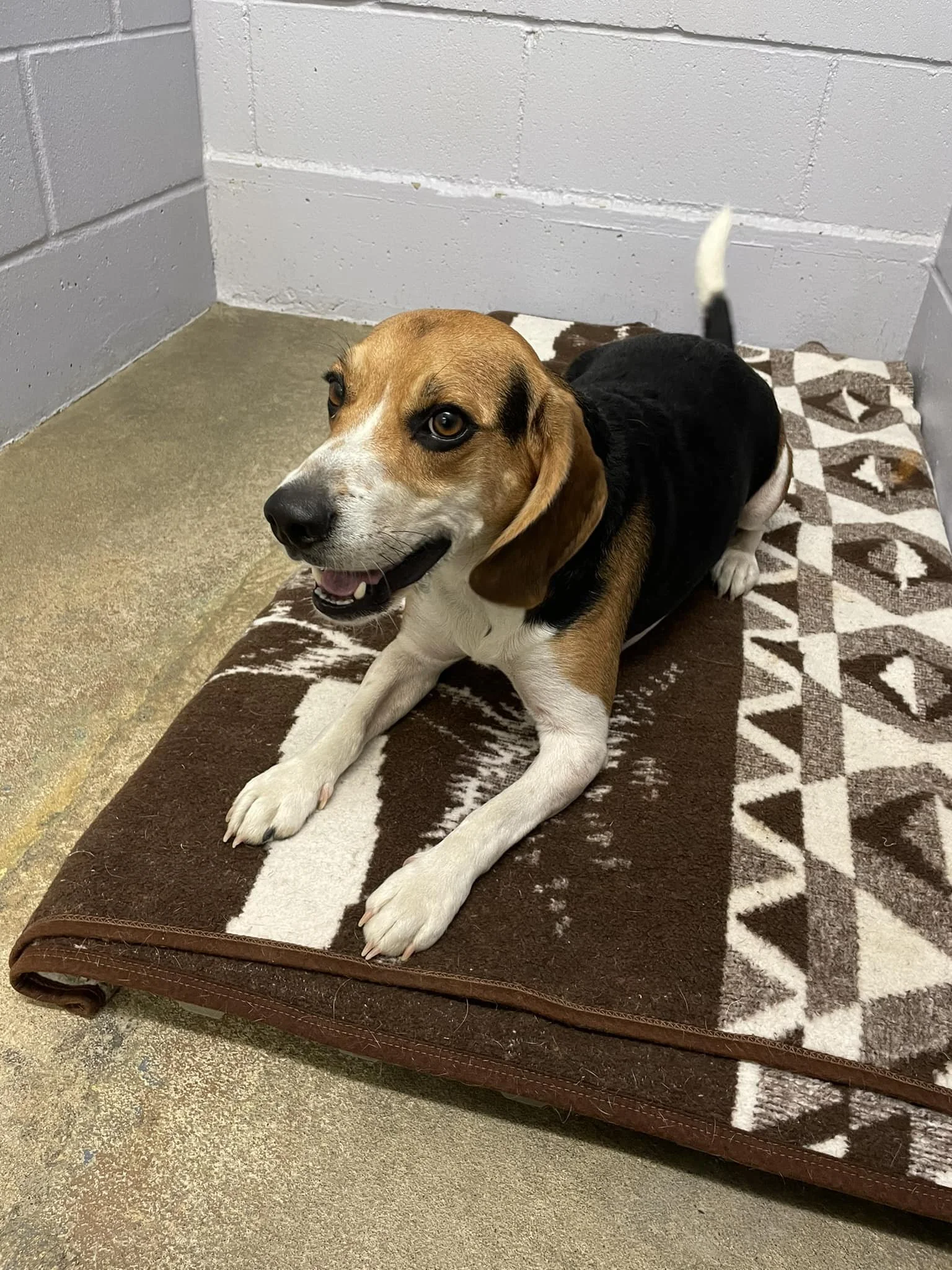 GONE TO SHELTER / GONE TO RESCUE - LADYSMITH BC. / SEPT 14, 2022