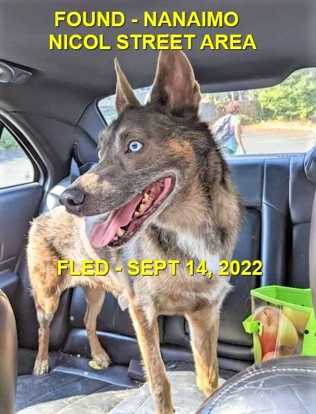 GONE TO SHELTER - HAPPY ENDINGS - NANAIMO BC. / FORREST / SEPT 14, 2022