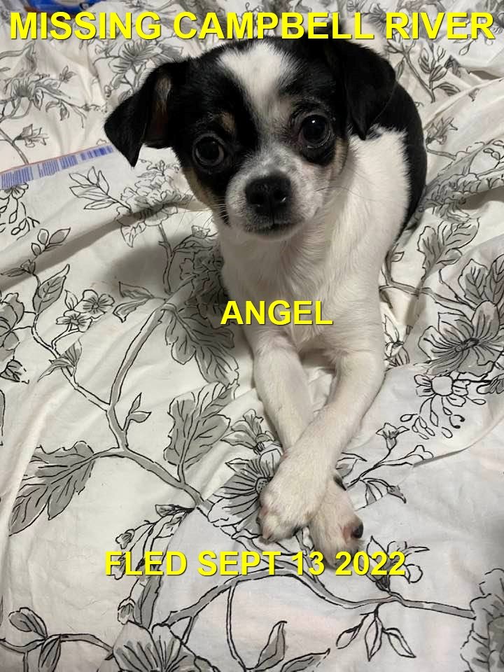 HAPPY ENDINGS - CAMPBELL RIVER BC. / ANGEL / SEPT 13, 2022