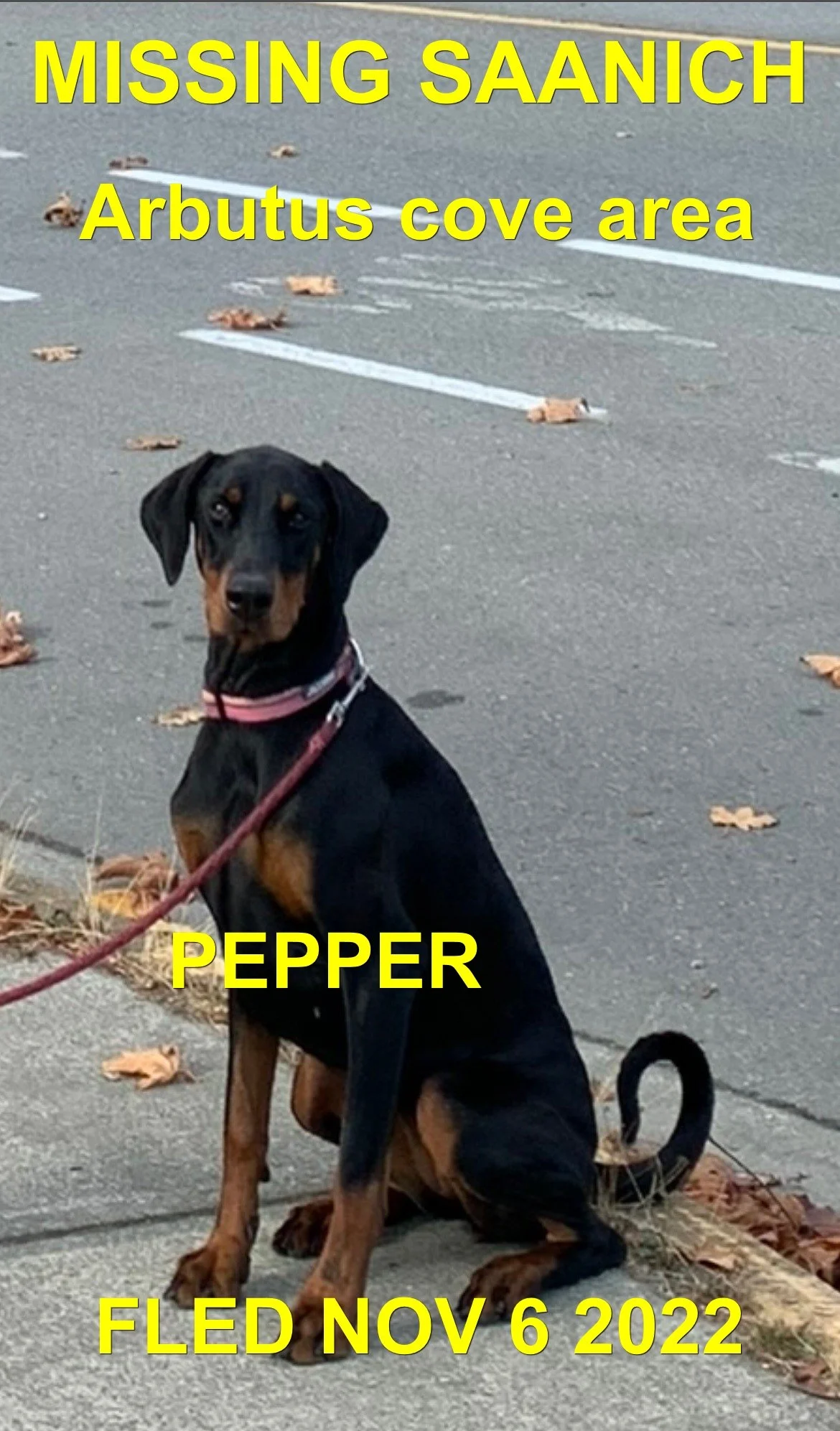HAPPY ENDINGS - SAANICH BC. / PEPPER / NOV. 6, 2022