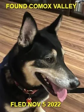 HAPPY ENDINGS - COMOX VALLEY BC. / NOV. 5, 2022