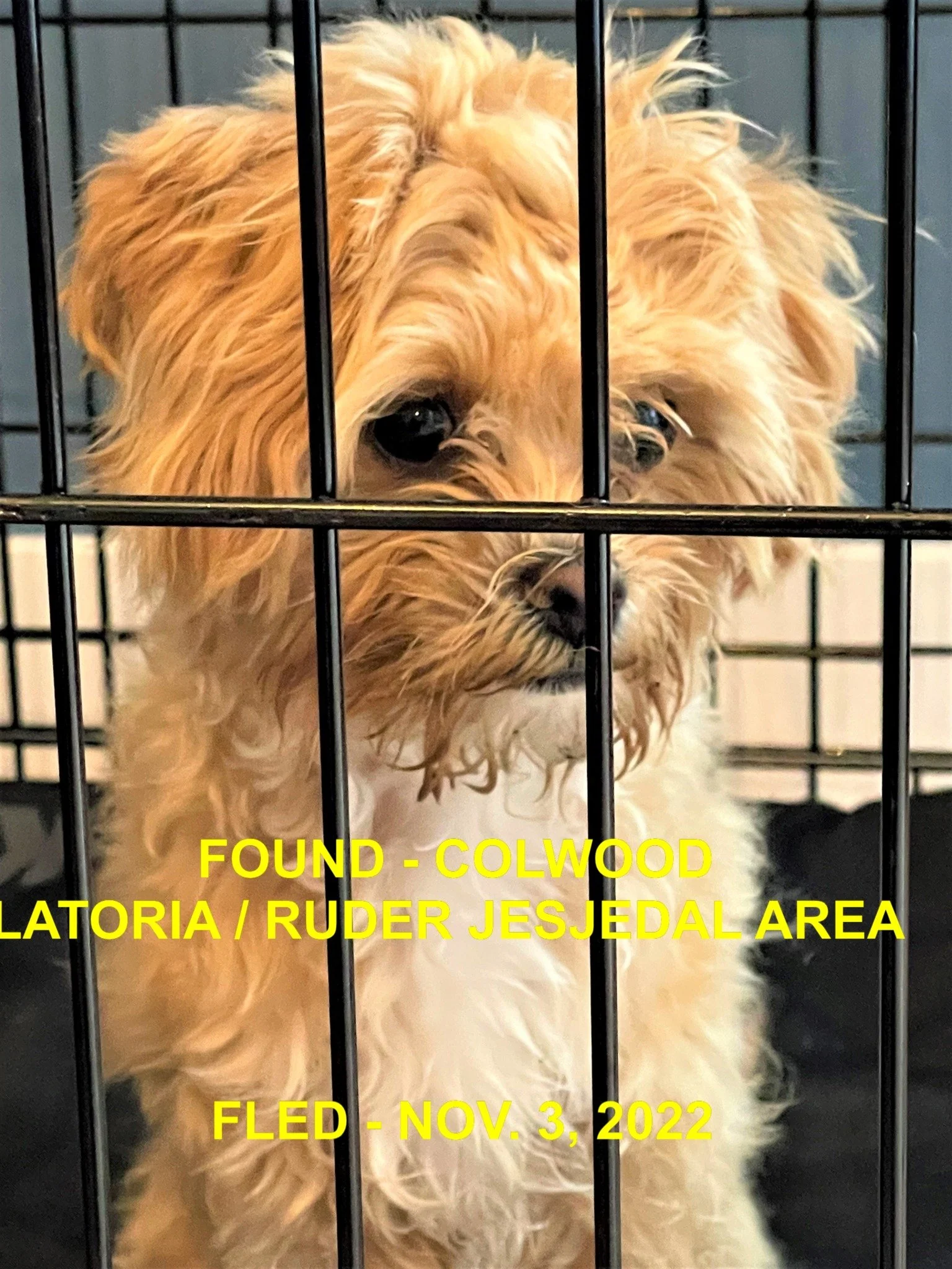 HAPPY ENDINGS - COLWOOD BC. / TEDDY / NOV.3, 2022