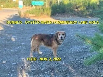 WENT HOME ON THEIR OWN - OYSTER RIVER BC. / NOV. 2, 2022