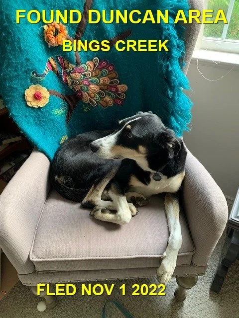 HAPPY ENDINGS - DUNCAN BC. / MOOSE / NOV. 1, 2022