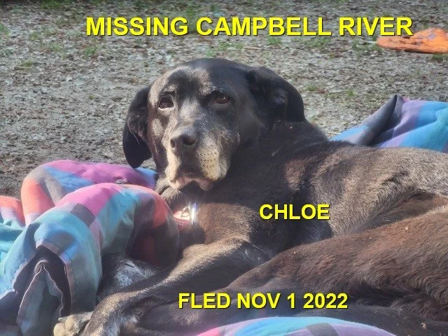 HAPPY ENDINGS - SENIOR - CAMPBELL RIVER BC. / CHLOE / OCT. 31, 2022