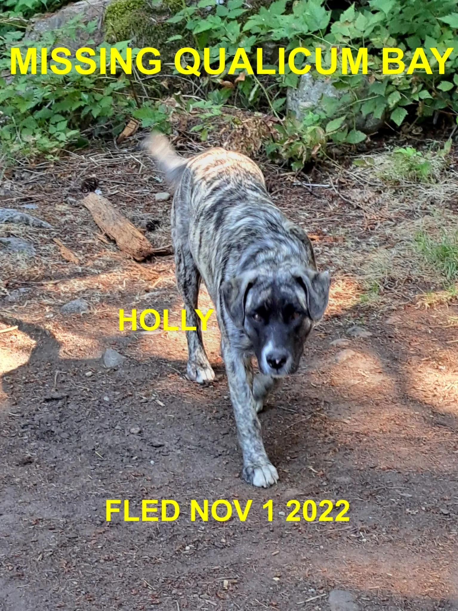 HAPPY ENDINGS - QUALICUM BAY BC. / HOLLY / OCT. 31, 2022