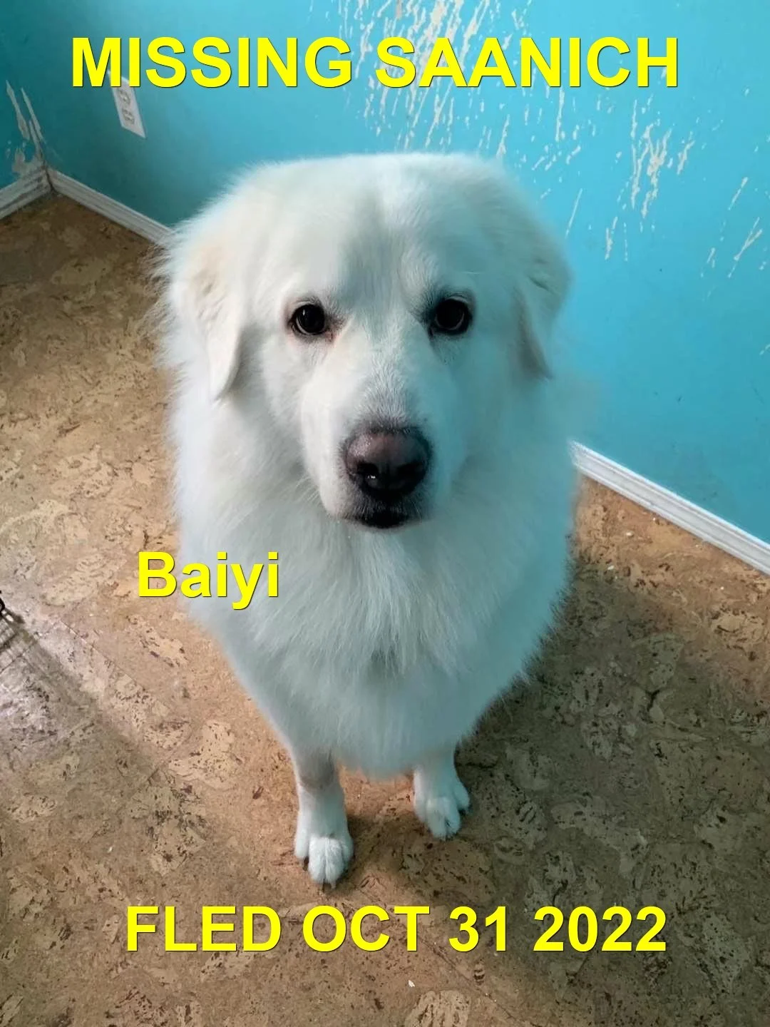 GONE TO SHELTER - GONE HOME - SAANICH BC. / BAIYI / OCT. 31, 2022