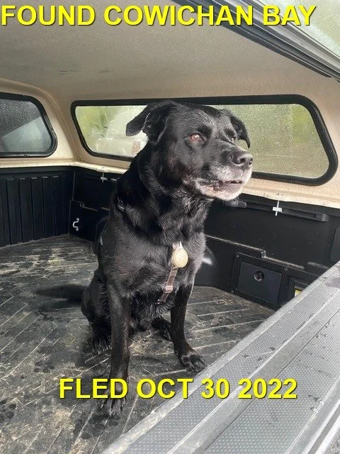 GONE TO SHELTER / HAPPY ENDINGS - DUNCAN BC. / OCT. 30, 2022