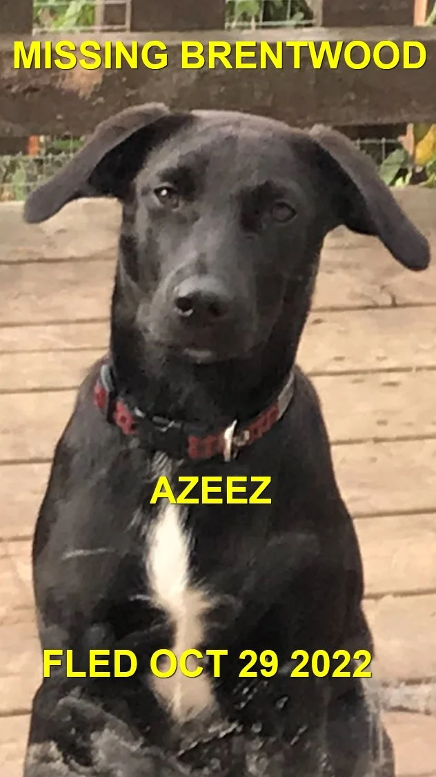 CAME HOME ON OWN -HAPPY ENDINGS - BRENTWOOD BAY BC. / AZEEZ / OCT 29, 2022