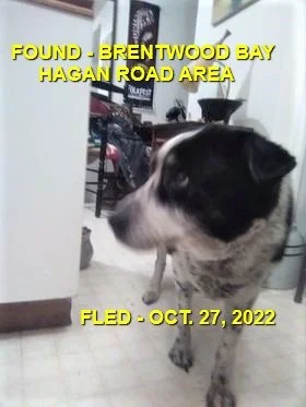 HAPPY ENDINGS - BRENTWOOD BAY / OCT 27, 2022