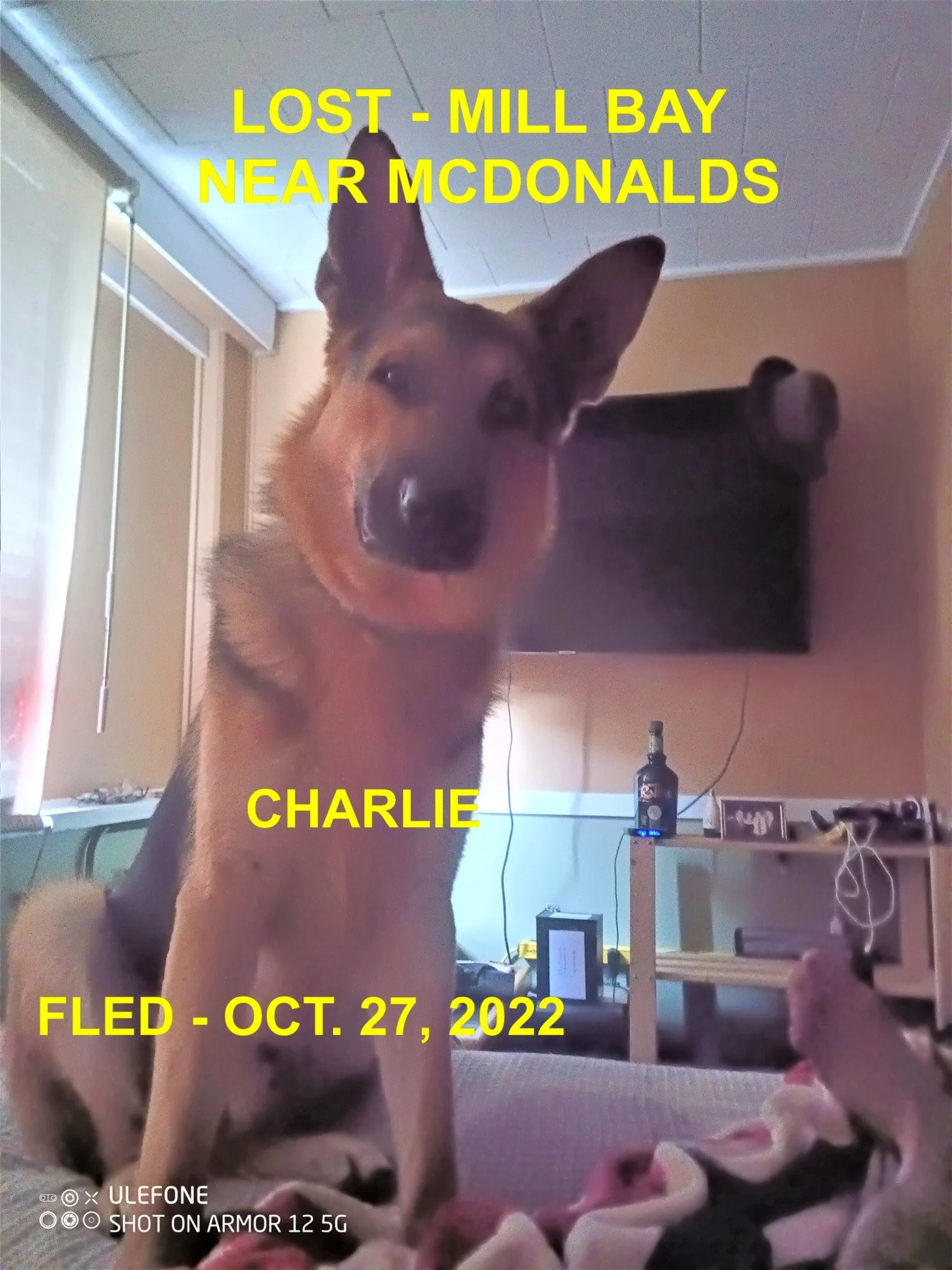 GONE TO SHELTER -HAPPY ENDINGS - MILL BAY BC. / CHARLIE / OCT 27, 2022