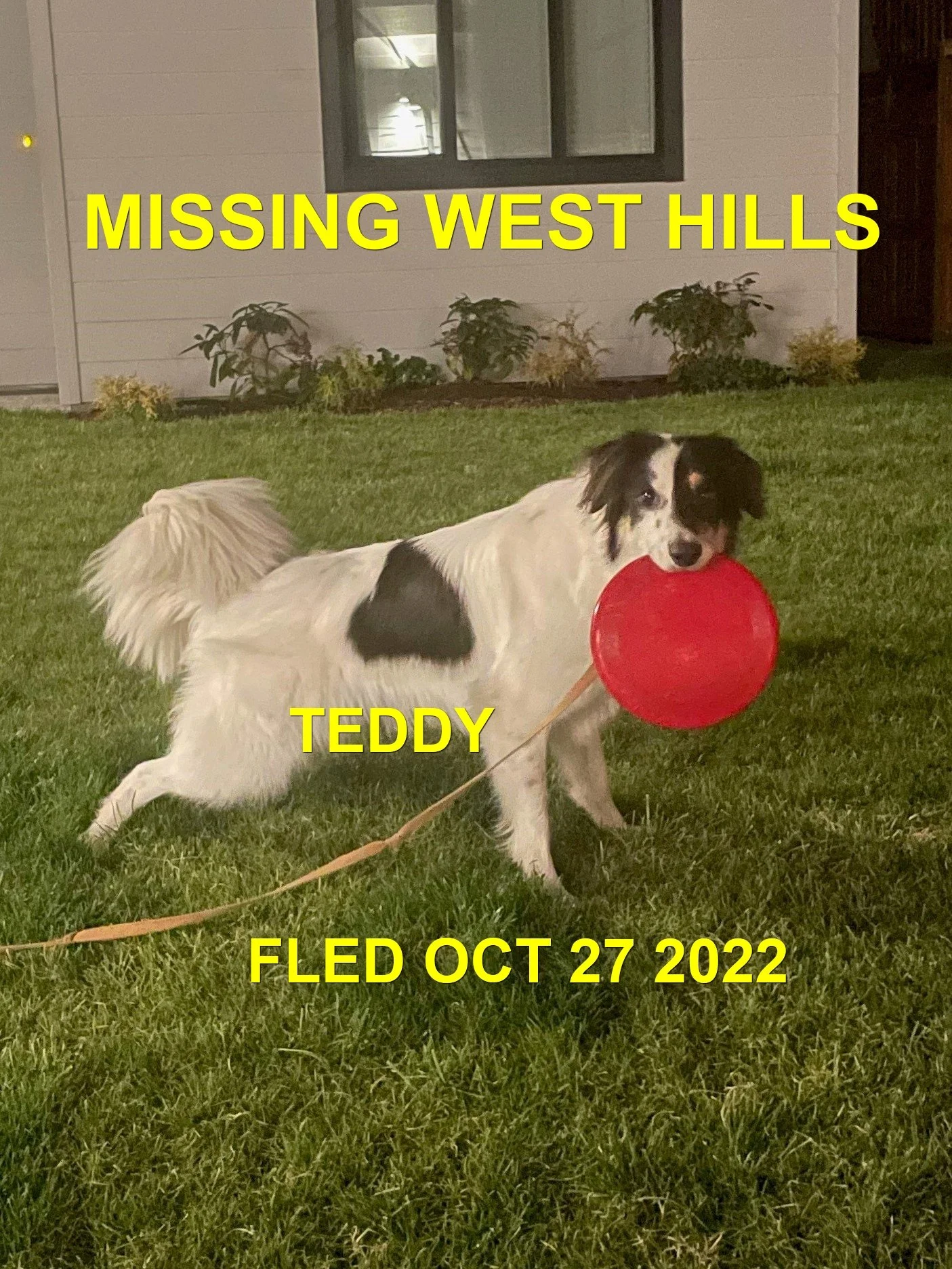 HAPPY ENDINGS - LANGFORD BC. / TEDDY / OCT 26, 2022