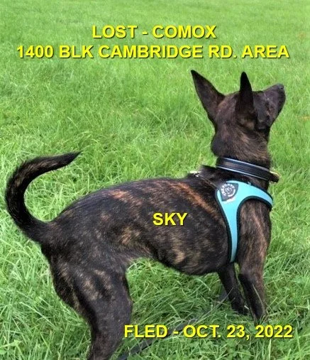 HAPPY ENDINGS - COMOX BC. / SKY / OCT. 23, 2022