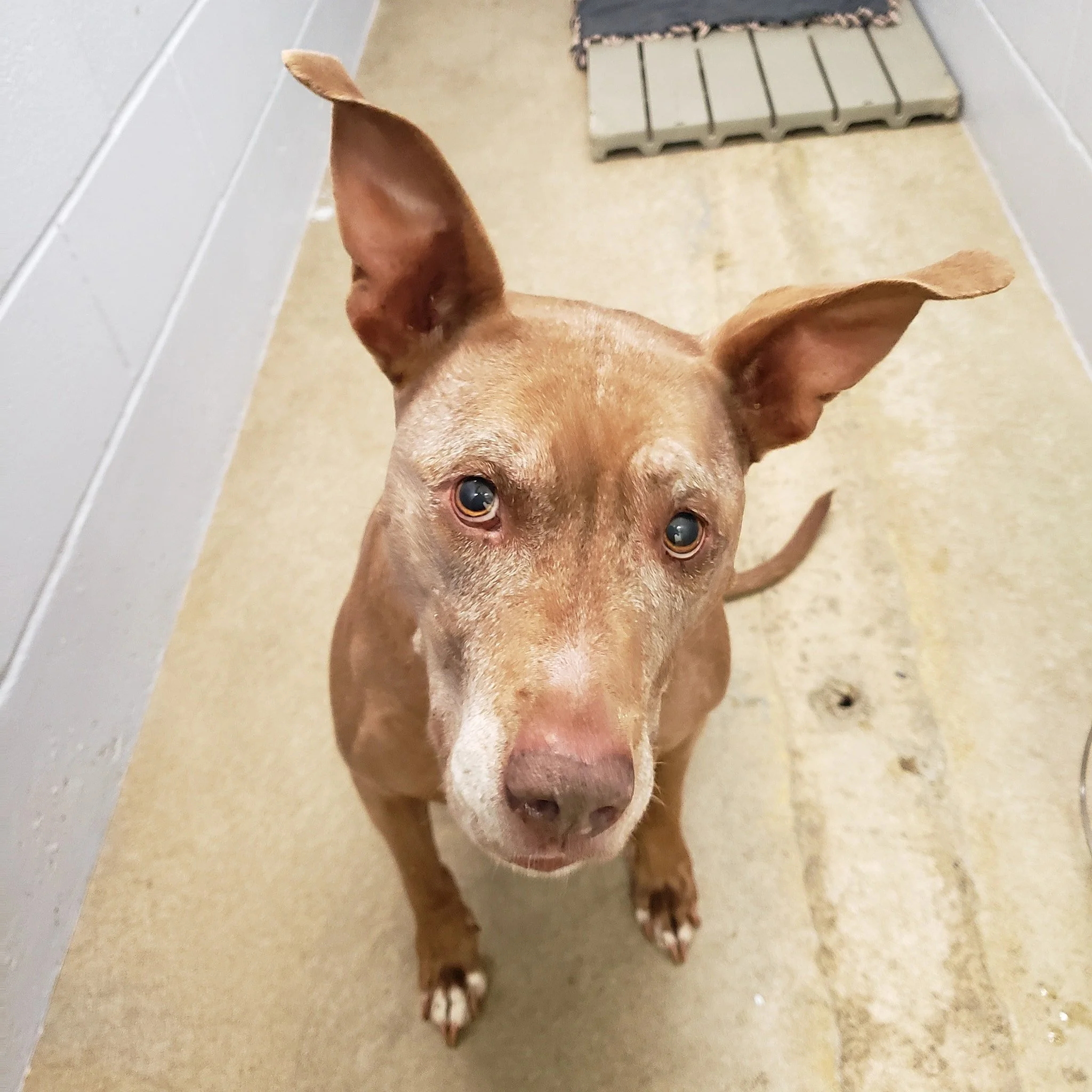 GONE TO SHELTER - HAPPY ENDINGS - DUNCAN BC. / NOVA / OCT. 23, 2022