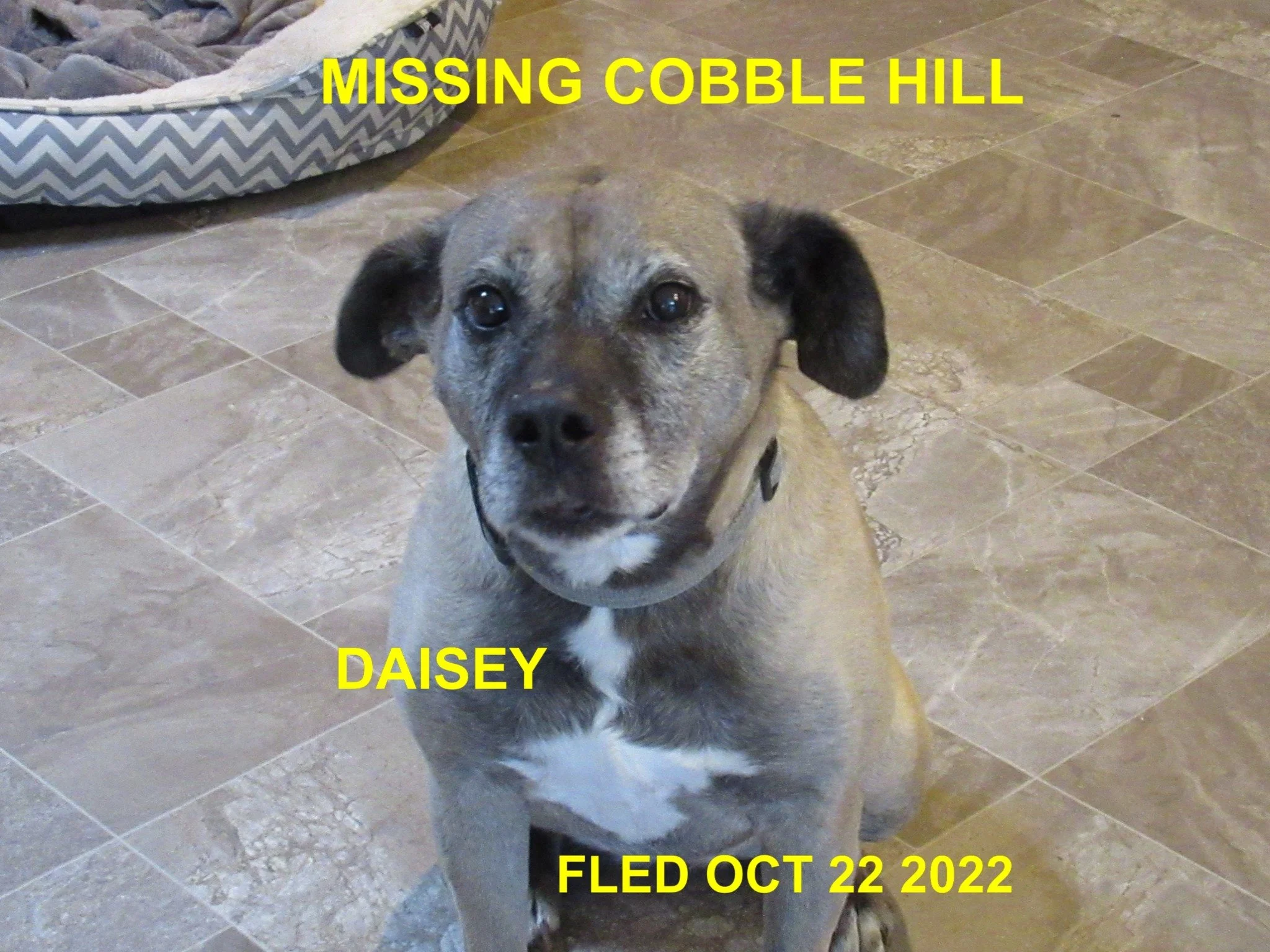HAPPY ENDINGS - COBBLE HILL BC. / DAISY / OCT 21, 2022