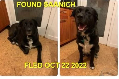 GONE TO SHELTER - SAANICH BC. / OCT 21, 2022