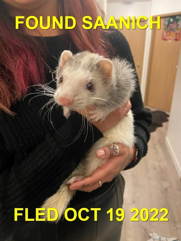 UNRESOLVED - SAFE WITH FERRET RESCUE - SAANICH BC. / OCT. 18, 2022