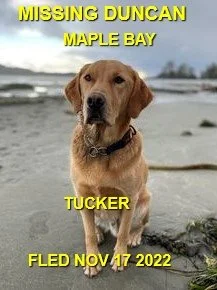 GONE TO SHELTER / GONE HOME - DUNCAN BC. / TUCKER / NOV. 17, 2022