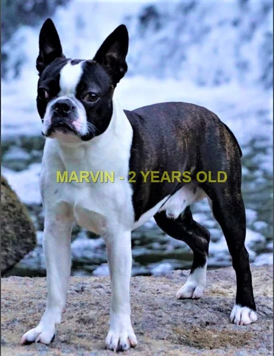 HAPPY ENDINGS - NANAIMO BC. / MARVIN / NOV 14, 2022