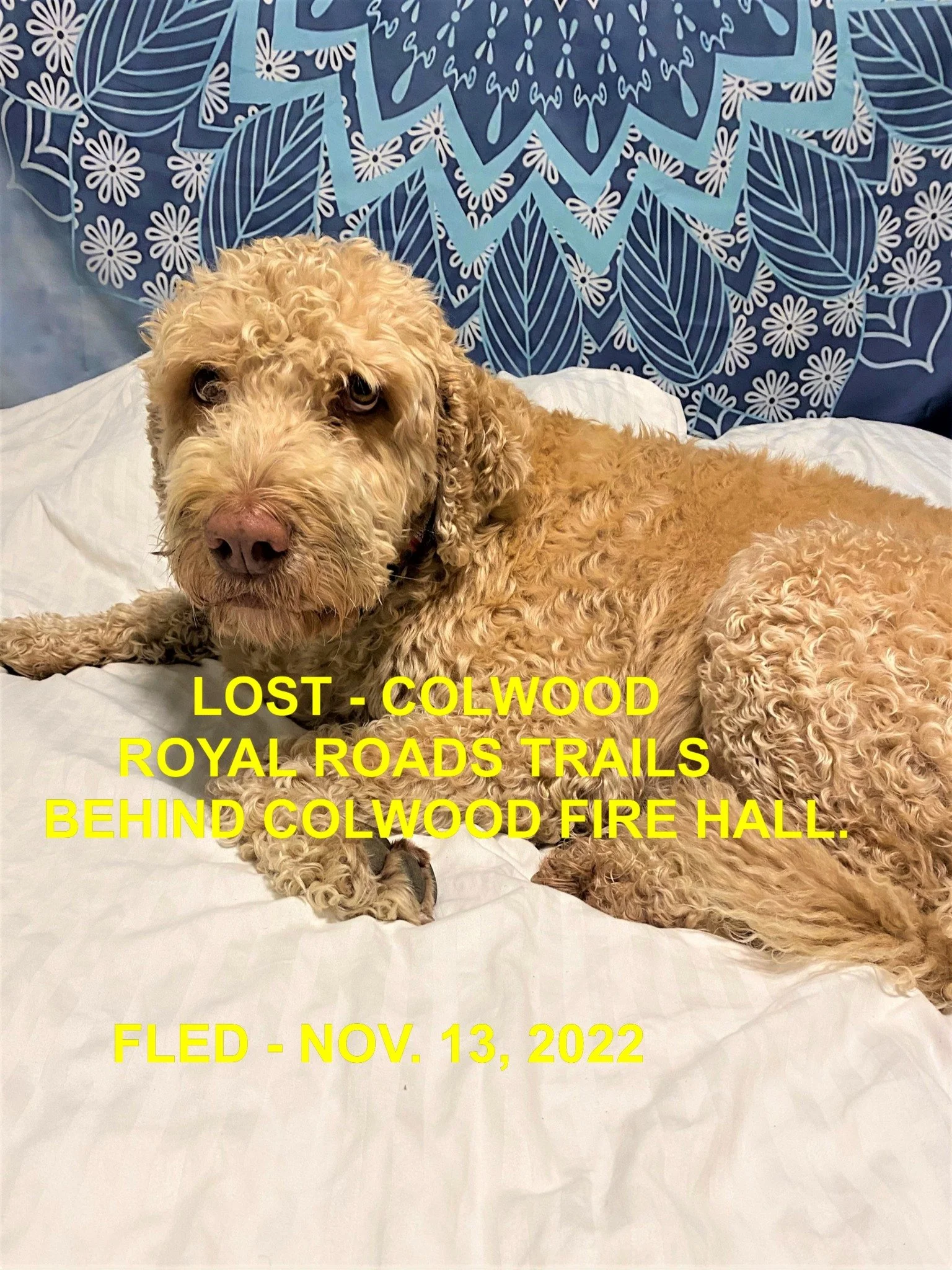 HAPPY ENDINGS - COLWOOD BC. / OAKLEY / NOV 13, 2022  