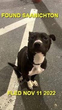 GONE TO SHELTER - SAANICHTON BC. / NOV. 11, 2022