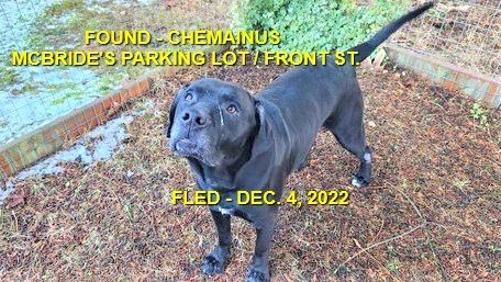 HAPPY ENDINGS - CHEMAINUS BC. / DEC. 4, 2022