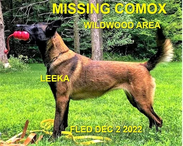 HAPPY ENDINGS - COMOX VALLEY BC. / LIIKAA / DEC. 2, 2022