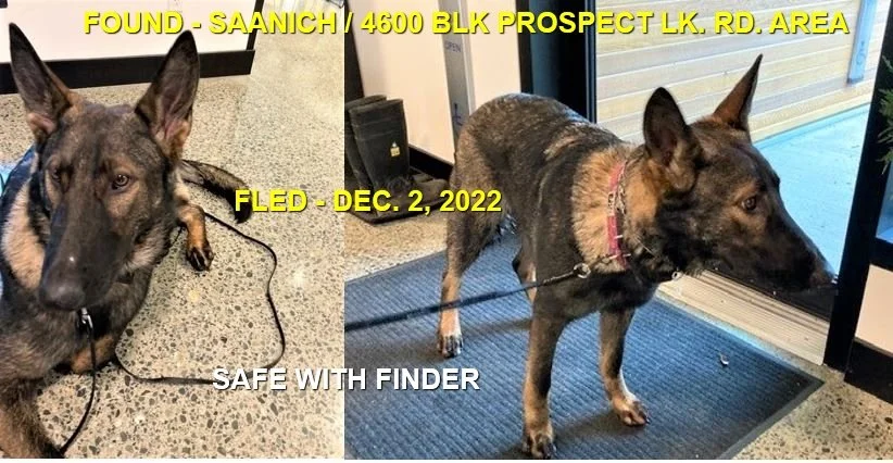 HAPPY ENDINGS - SAANICH BC. / SADIE / DEC. 2, 2022