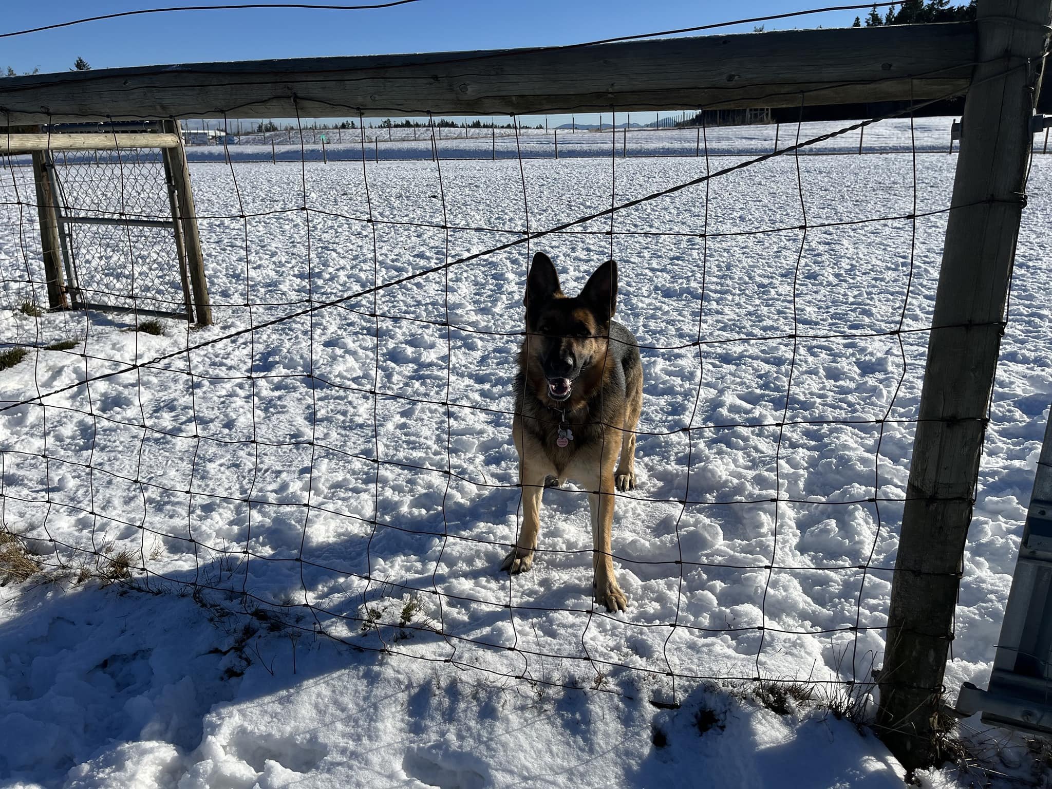 GONE TO SHELTER - QUALICUM BEACH BC. / DEC. 1, 2022